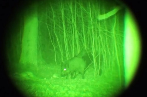 A feral hog is clearly visible thanks to the quality of Gen2 night vision optics. (Photo: Kevin Reese)