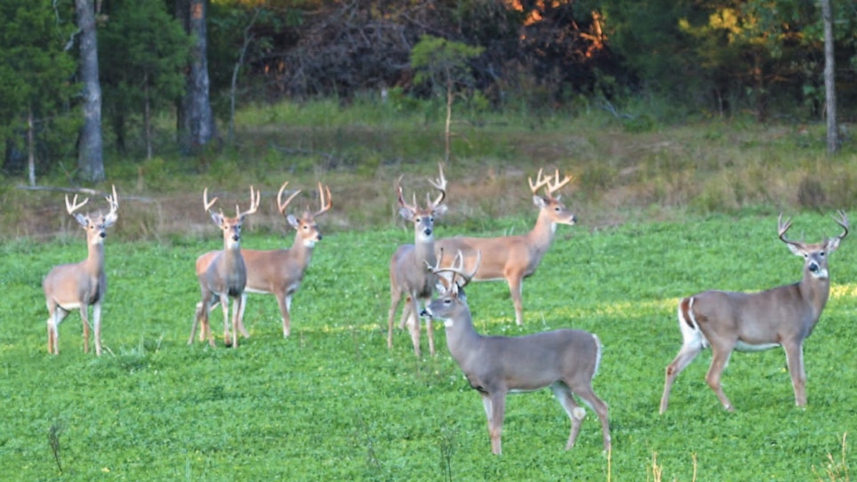 Whitetail Institute of North America Acquired by PRADCO Outdoor Brands